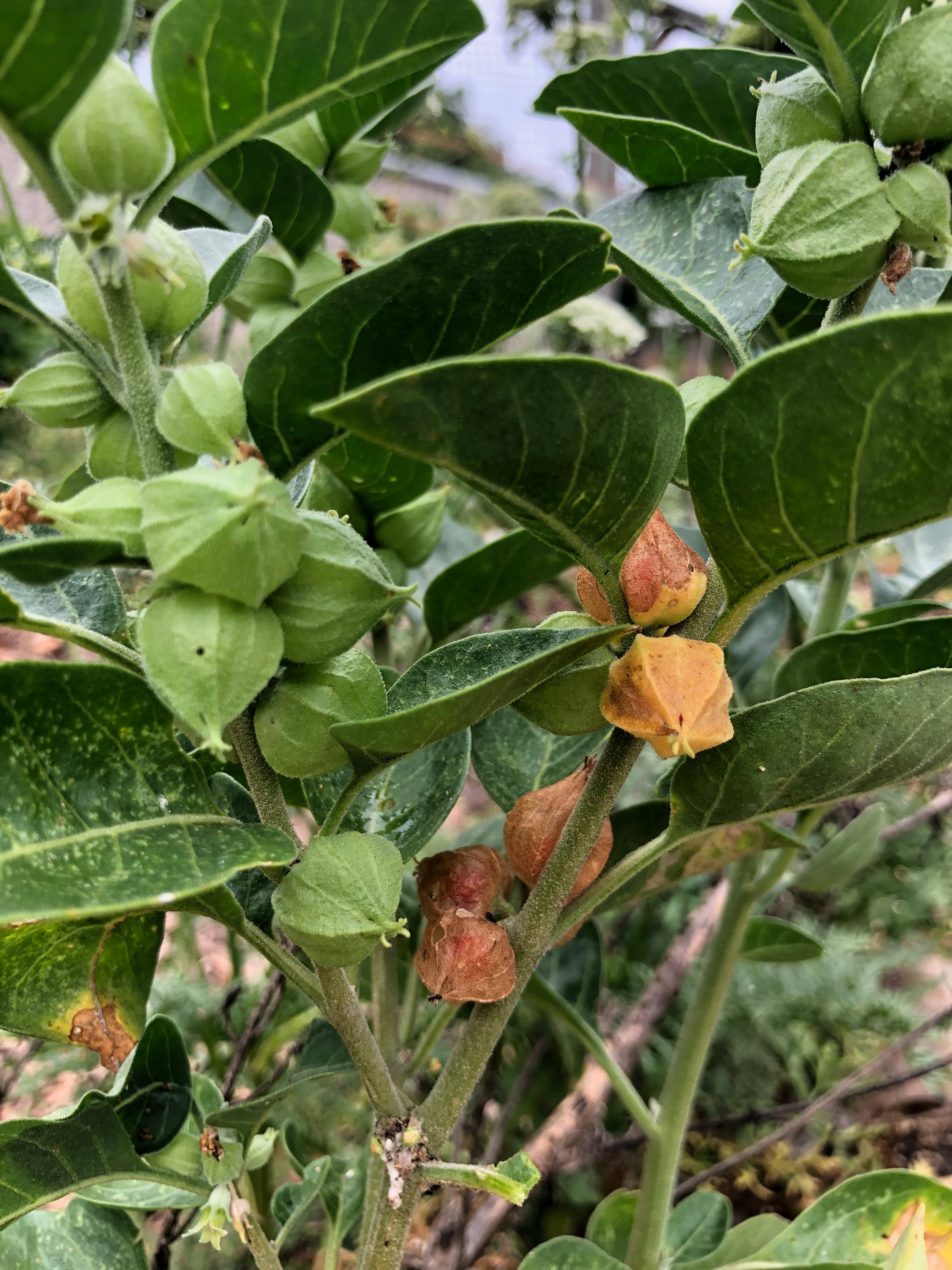 Ashwagandha | Seed Shop