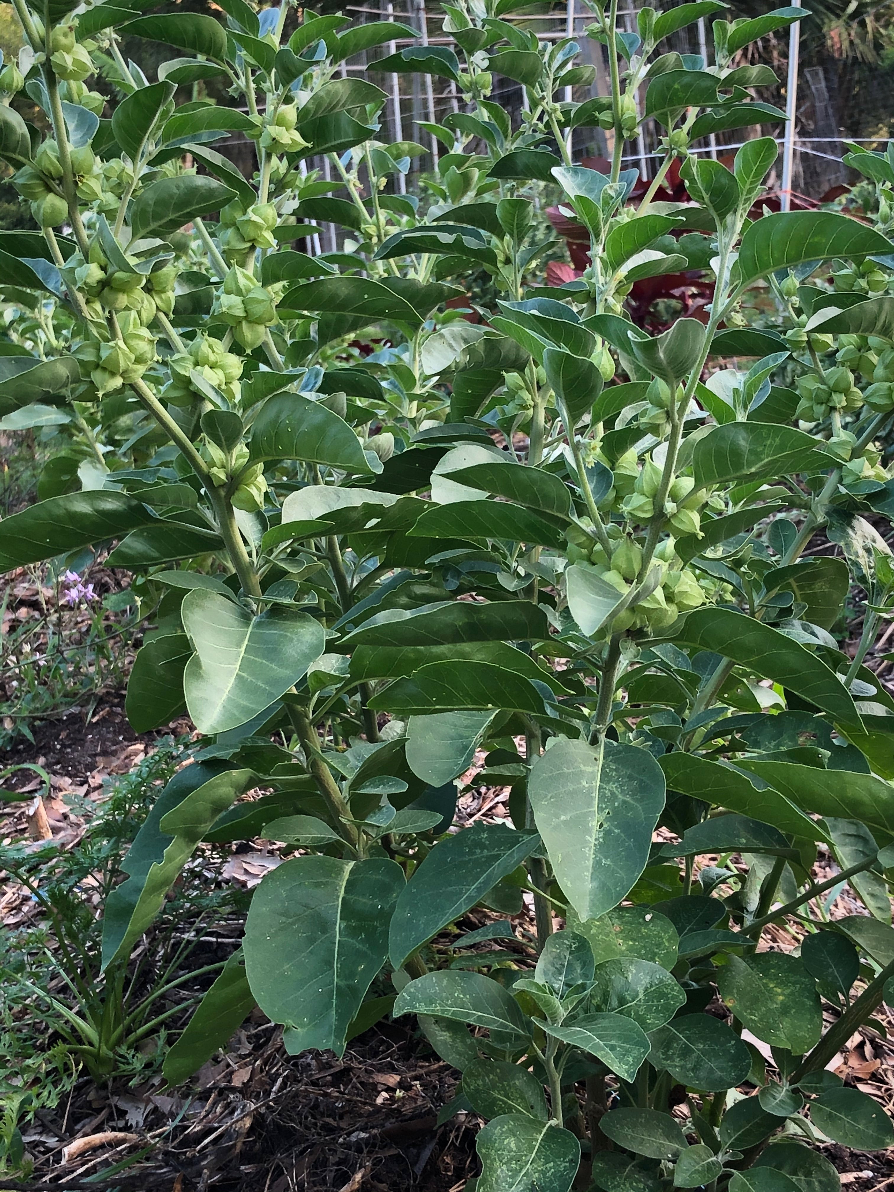 Ashwagandha | Seed Shop