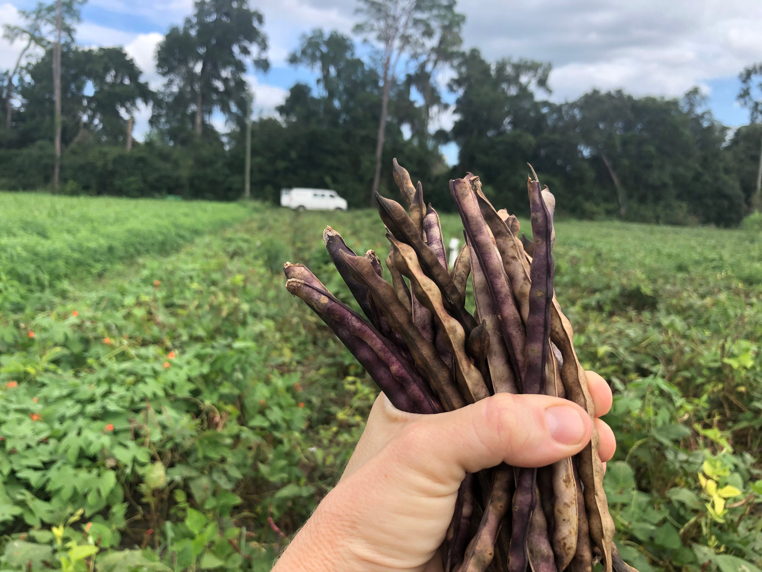 Mississippi Purple Hull African Pea (bush) Seed Shop